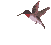 hummingbird