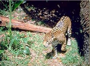 wild life