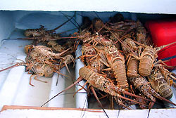 lobster