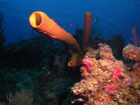 dive & snorkle